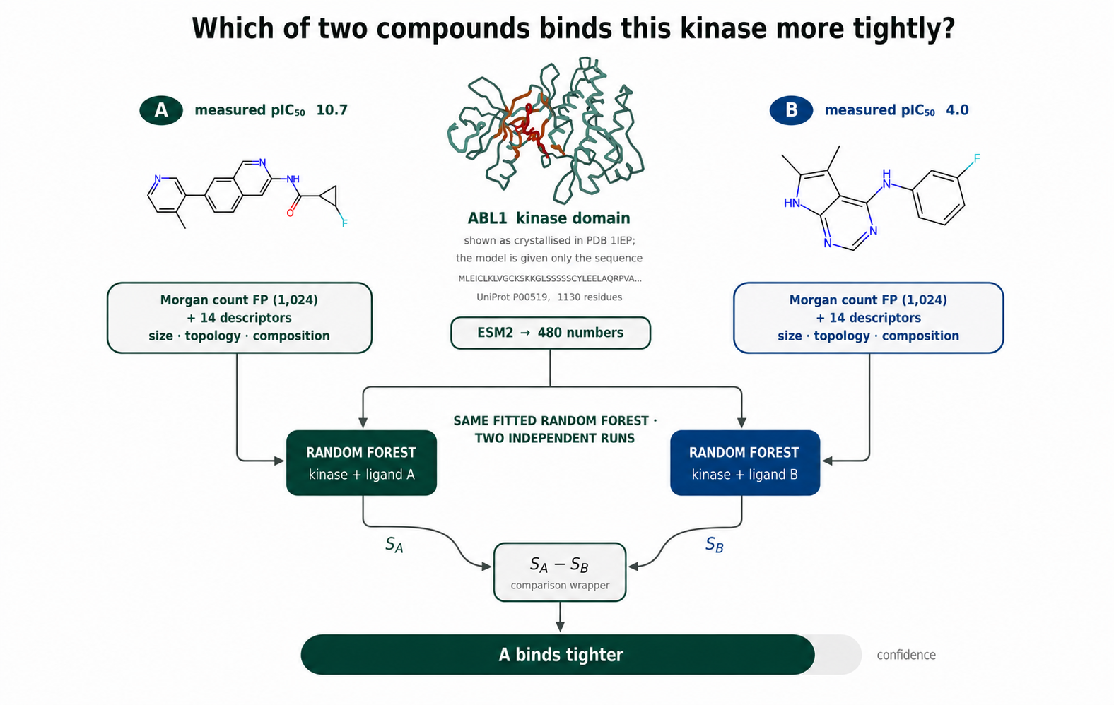 Kinase Foundation Model: ranking two compounds against a kinase from its sequence alone